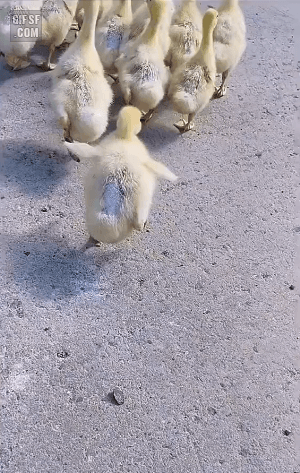 카지노방문 해외카지노먹튀 사기신고 흥 대폭발한 아기새