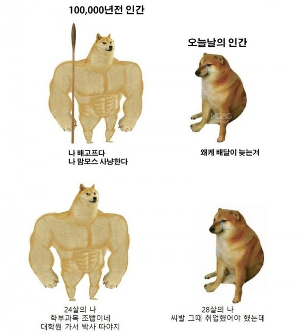 근육 시바견 밈 모음 : 네이버 블로그 | 시바견, 밈, 동물 유머