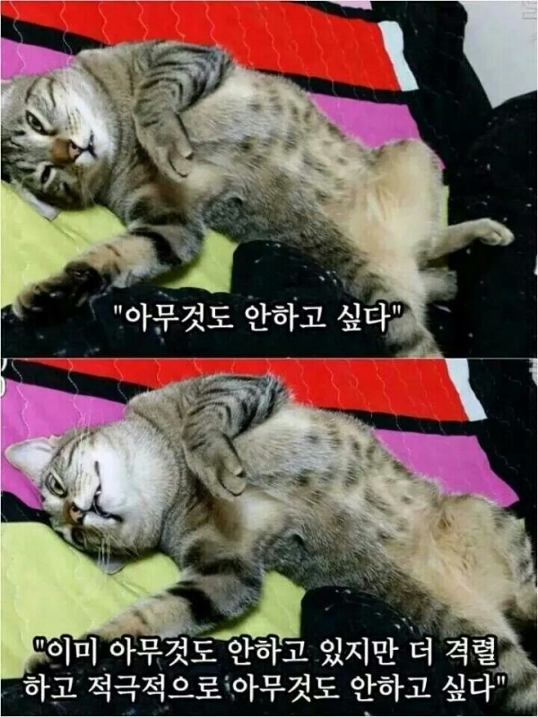 고양이짤 아무것도안하고싶다 냥이짤 아무생각이없다