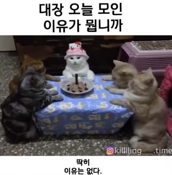 블라인드 | 블라블라: 귀여운 고양이짤 공유해주랑