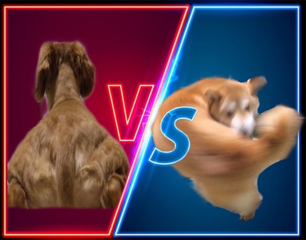 근육질 강아지 사진 한 장으로 네티즌이 만들어낸 짤